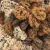puffy-color-6080-1-animal.webp