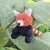 czerwona_panda_1.webp