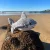 milva-shark-3_1.webp