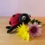 ladybird_photo-26.webp